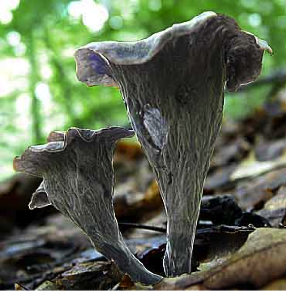 Dried Black Trumpet Mushrooms from Eastern Europe. Forest Mushrooms