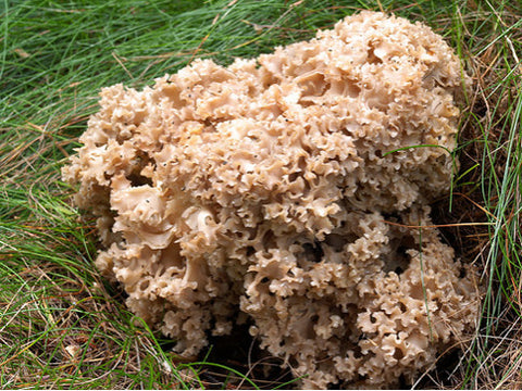 Cauliflower Mushrooms</h1><br>October/November