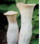 King Oyster and King Trumpet (Trumpet Royale)