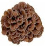 Maitake (Hen of the Woods)