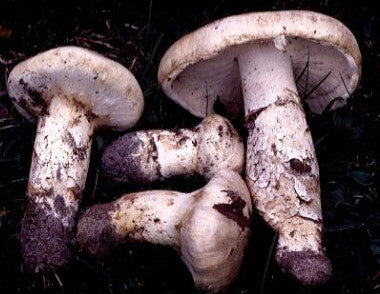Matsutake Mushrooms</h1><br>Oct/Dec-January