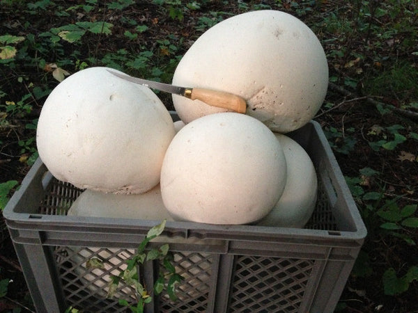 Puffball MushroomsAugust-September – Forest Mushrooms