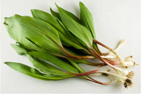 Ramps (Wild Leeks)</h1><br>April-May