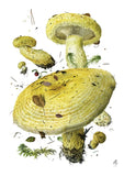 Mushroom themed note cards (watercolors by mushroom artist Alexander Viazmensky)