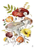 Mushroom themed note cards (watercolors by mushroom artist Alexander Viazmensky)