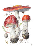 Mushroom themed note cards (watercolors by mushroom artist Alexander Viazmensky)