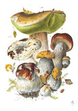 Mushroom themed note cards (watercolors by mushroom artist Alexander Viazmensky)