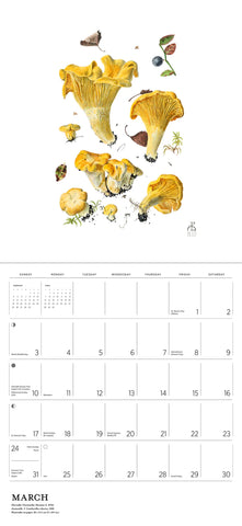 Mushroom themed 2024 calendar (watercolors by mushroom artist