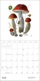 Mushroom themed 2027 calendar (watercolors by mushroom artist Alexander Viazmensky)