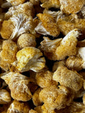 Dried Organic USA Lion's Mane (Pom Pom) Mushrooms