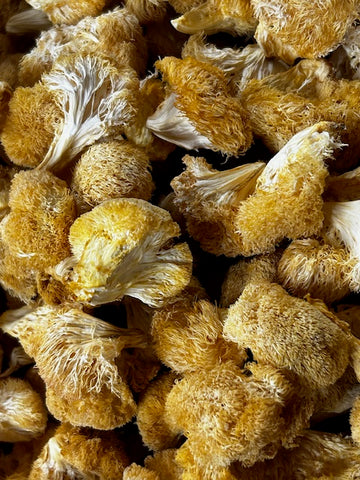 Dried Organic USA Lion's Mane (Pom Pom) Mushrooms