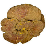 Dried Organic Reishi Mushrooms (Whole)