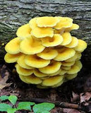 Dried Golden Oyster Mushrooms