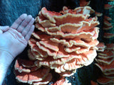 Chicken of the Woods</h1><br>August-October