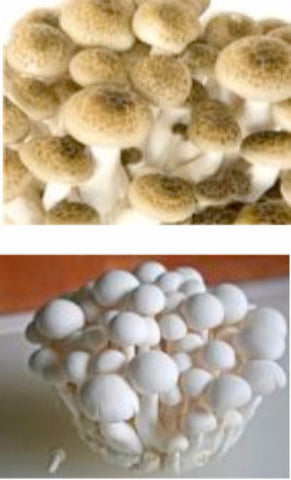 Brown Beech and White Beech Mushrooms