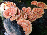 Chicken of the Woods</h1><br>August-October