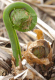 Fiddlehead Ferns</h1><br>May-June
