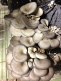 Oyster Mushrooms
