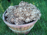Maitake (Hen of the Woods)