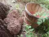 Maitake (Hen of the Woods)