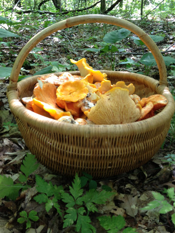 Gold Chanterelles – Mid-June to December