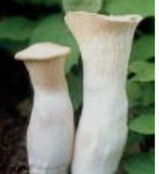 King Oyster and King Trumpet (Trumpet Royale)