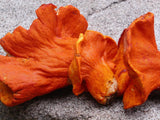 Dried USA Lobster Mushrooms