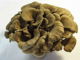 Dried Maitake Mushrooms