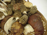Morel Mushrooms</h1><br>March-early August