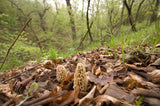 Morel Mushrooms</h1><br>March-early August