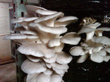 Oyster Mushrooms