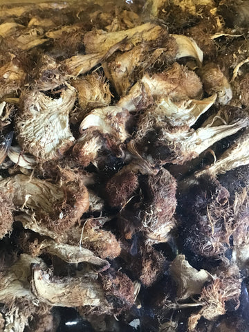 Dried Organic USA Lion's Mane (Pom Pom) Mushrooms