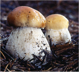 Porcini Mushrooms</h1><br>Sept-Nov; April-May
