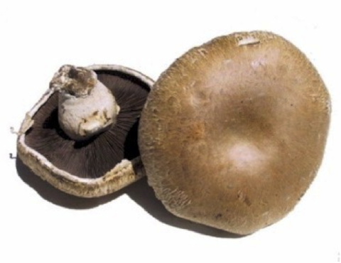 Shitake Mushroom - Andrews Bushey