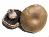 Portabella Mushrooms