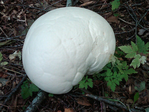 Puffball Mushrooms</h1><br>August-September