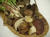 Porcini Mushrooms</h1><br>Sept-Nov; April-May