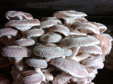 Fresh Shiitake mushrooms growing at Forest Mushrooms, Inc.