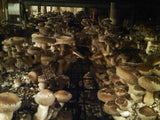 Shiitake Mushrooms