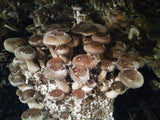 Shiitake Mushrooms