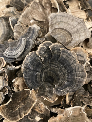 Dried USA Turkey Tail Wild Mushrooms