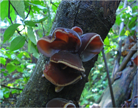 Wood Ear Mushrooms