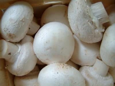 Champignon Mushrooms (Whites)