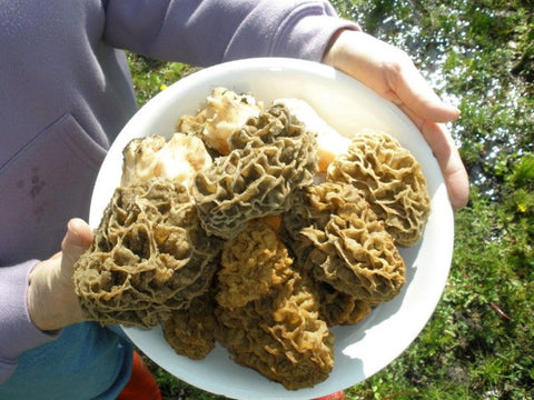 Morel Mushrooms</h1><br>March-early August