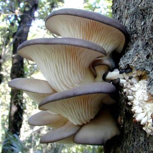 Dried Organic Oyster Mushrooms