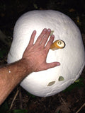 Puffball Mushrooms</h1><br>August-September